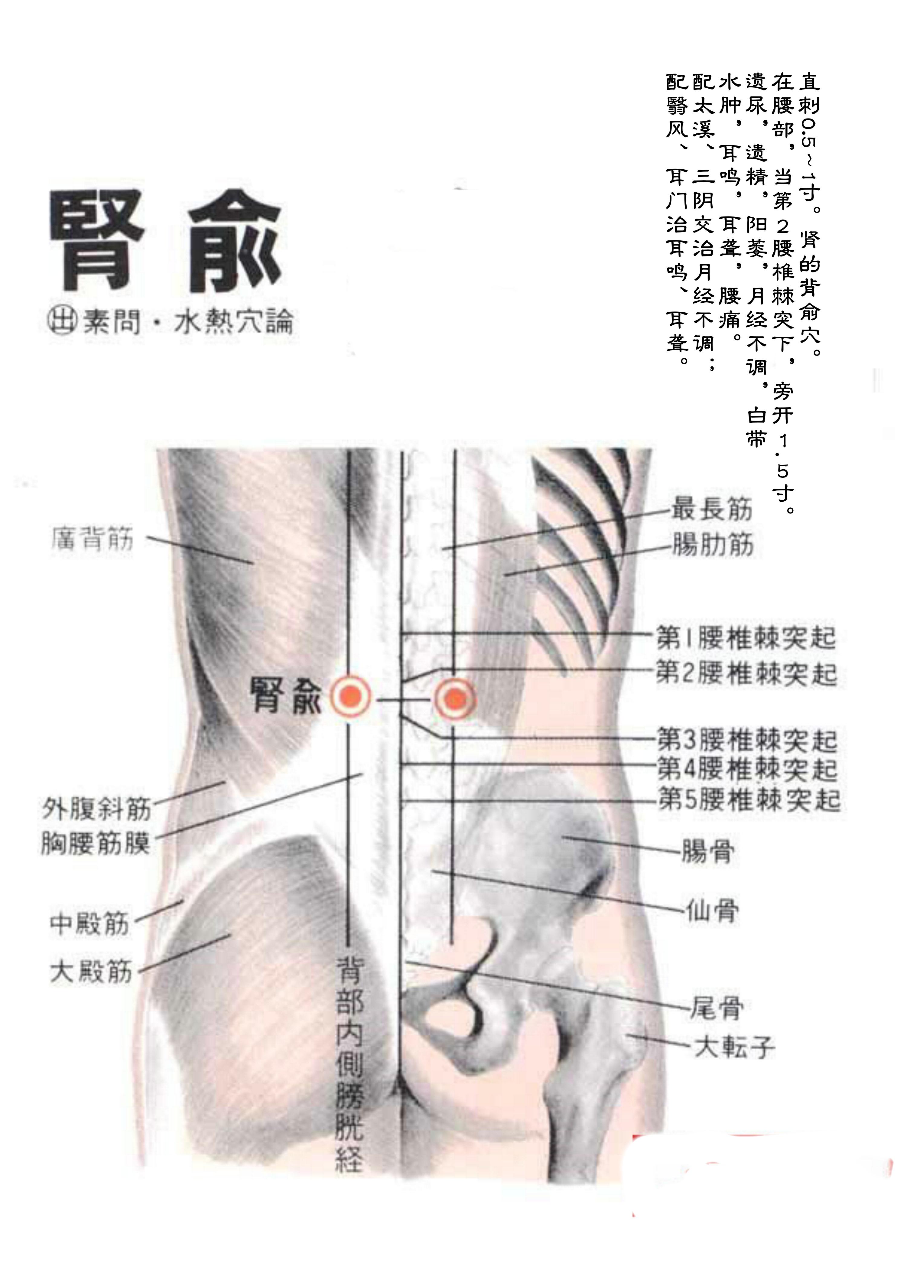 针灸经脉穴位图则之三十二（足太阳膀胱经经穴图则之三）