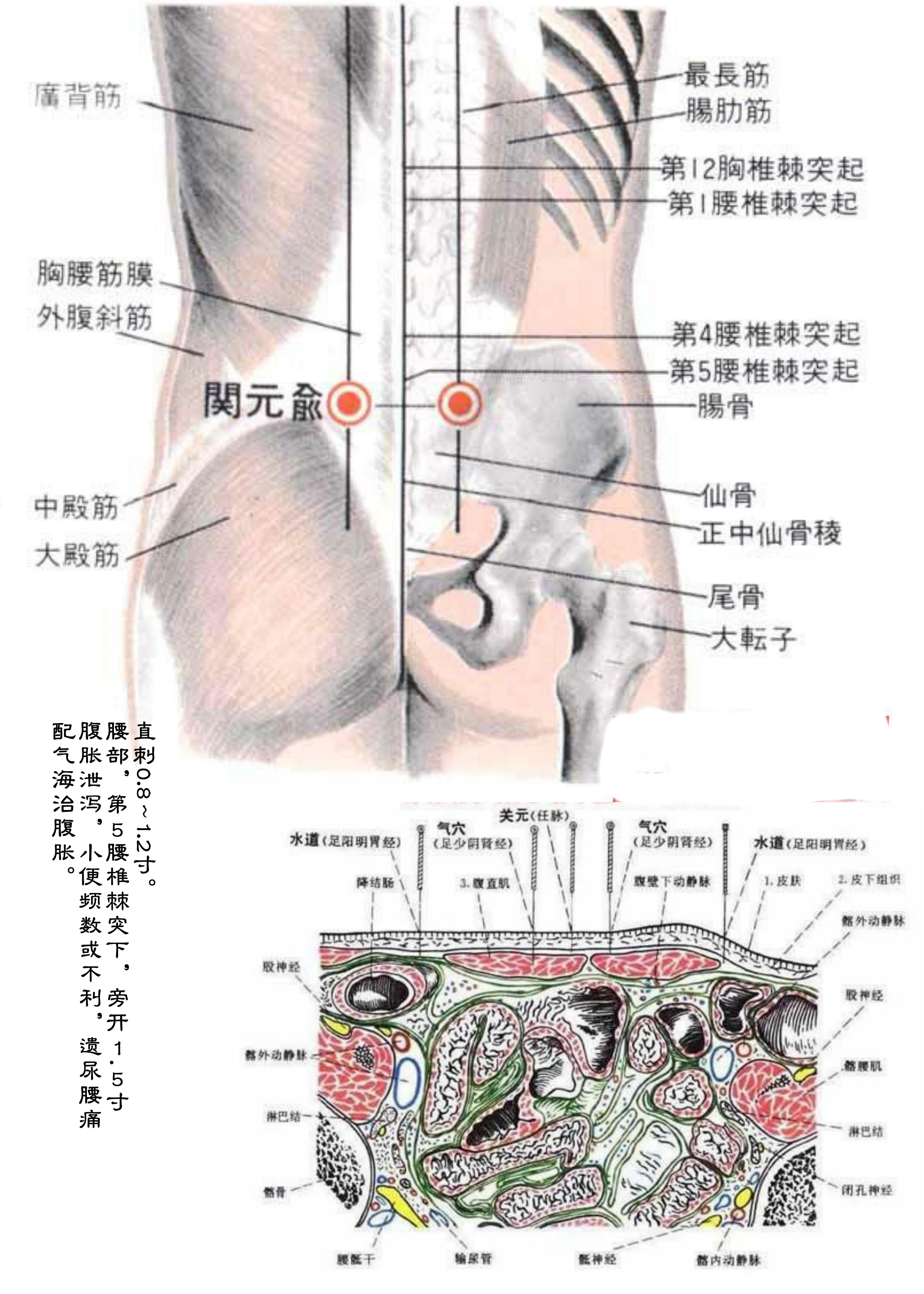 针灸经脉穴位图则之三十二（足太阳膀胱经经穴图则之三）