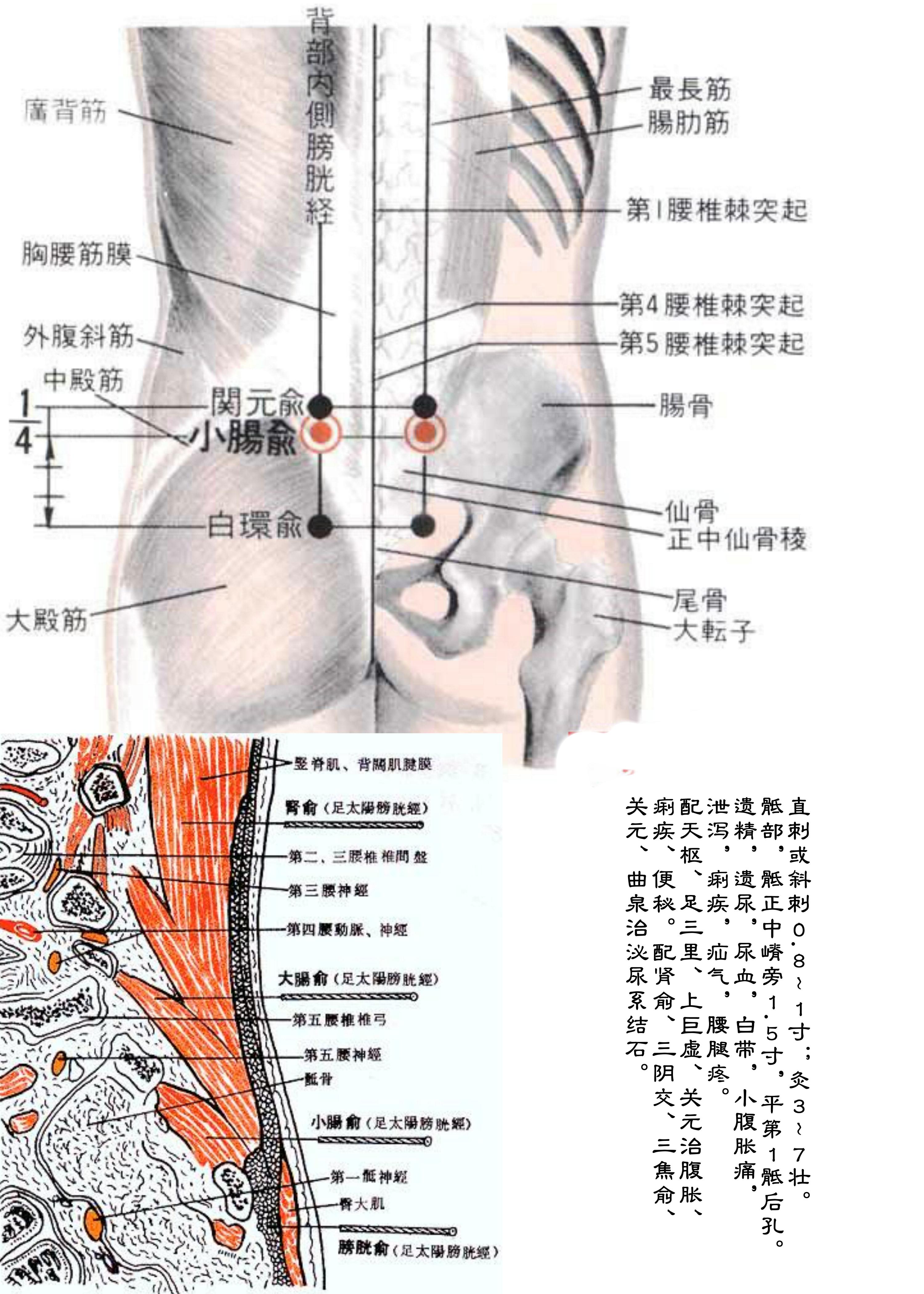 针灸经脉穴位图则之三十二（足太阳膀胱经经穴图则之三）