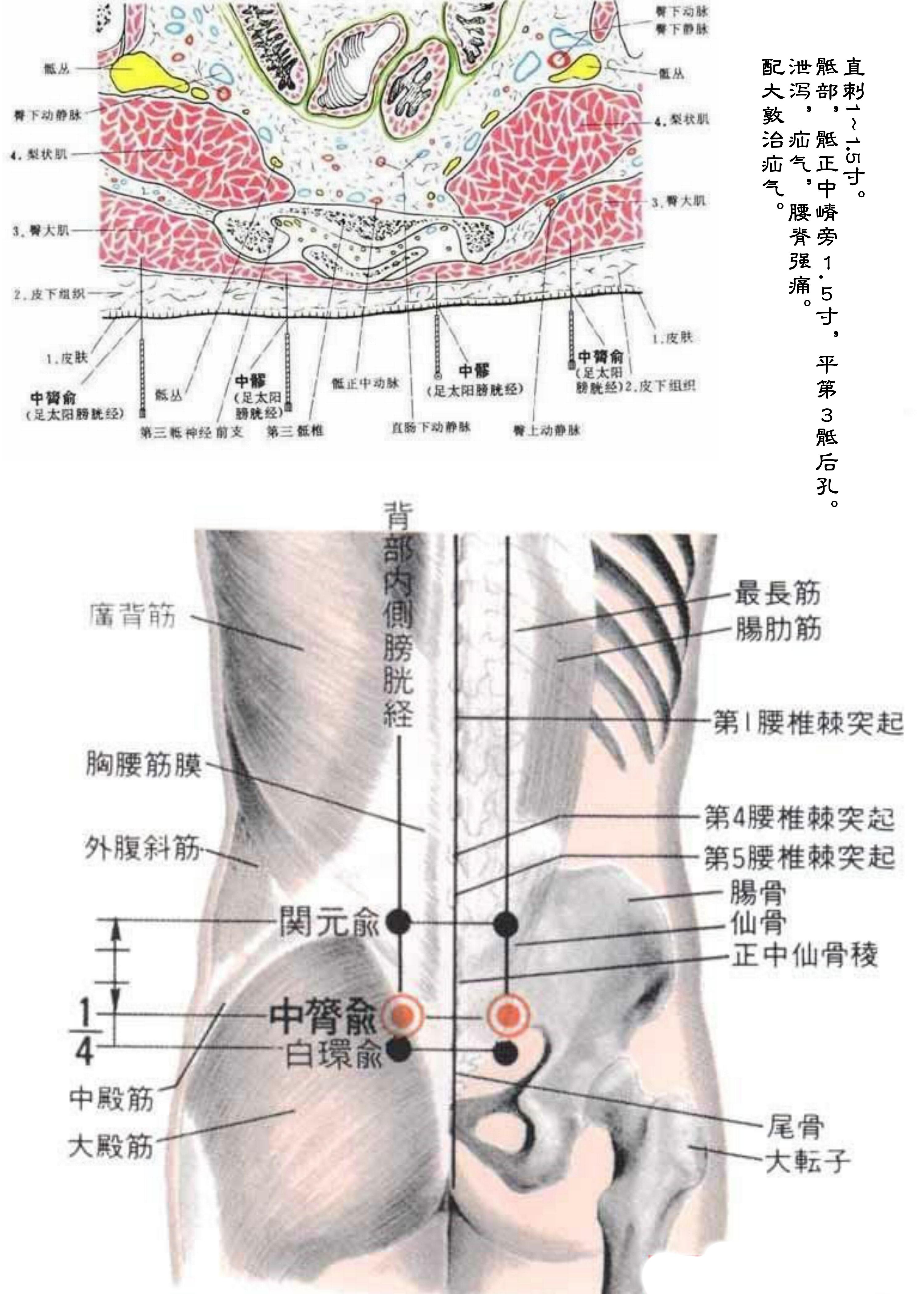 针灸经脉穴位图则之三十二（足太阳膀胱经经穴图则之三）