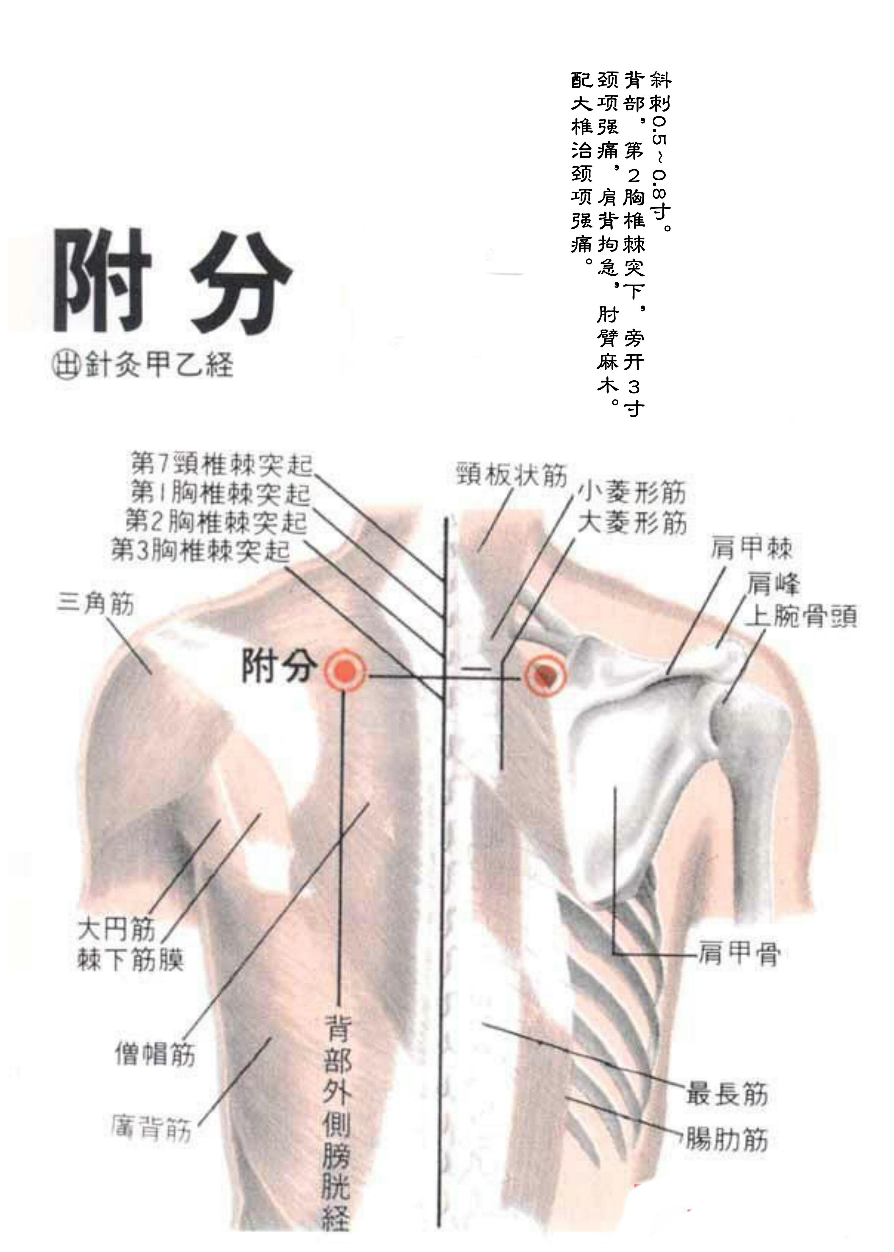 针灸经脉穴位图则之三十四（足太阳膀胱经经穴图则之五）