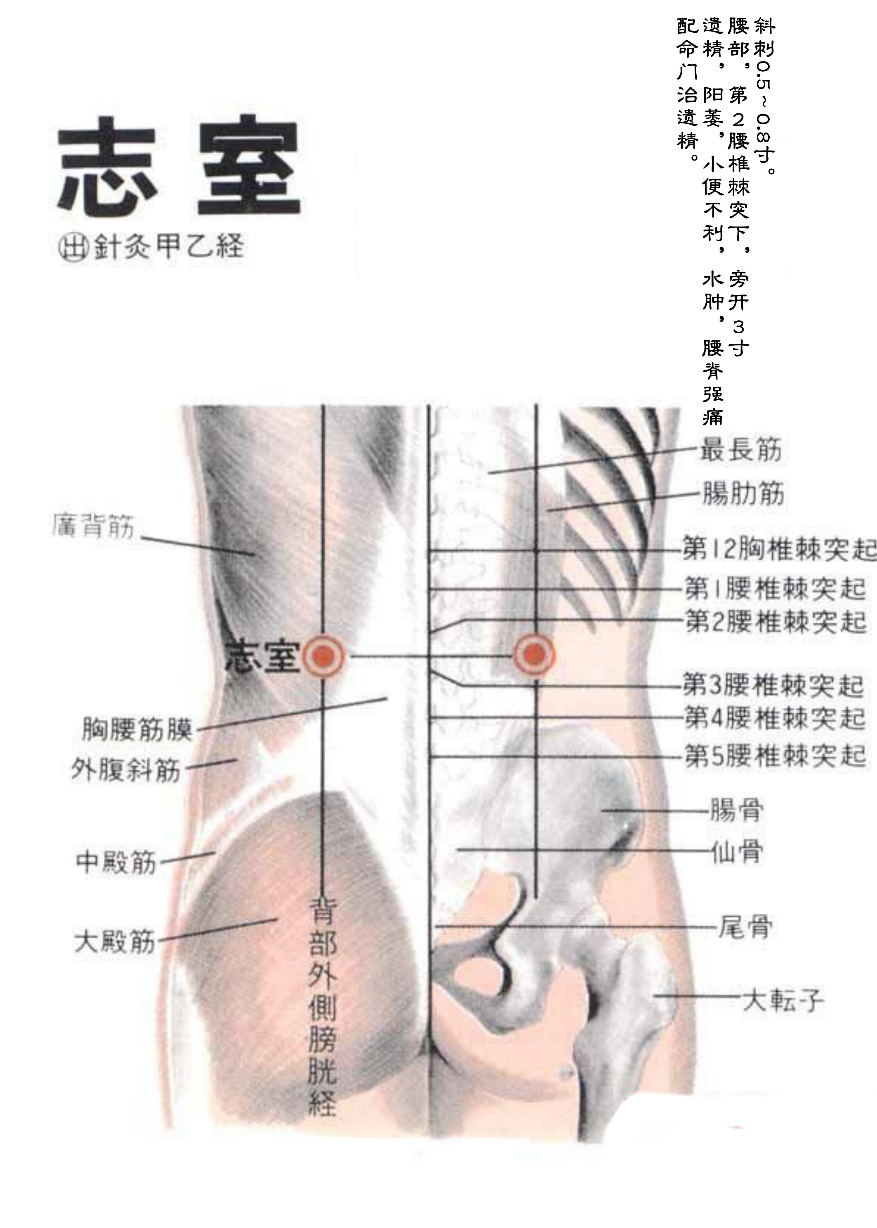 针灸经脉穴位图则之三十五（足太阳膀胱经经穴图则之六）