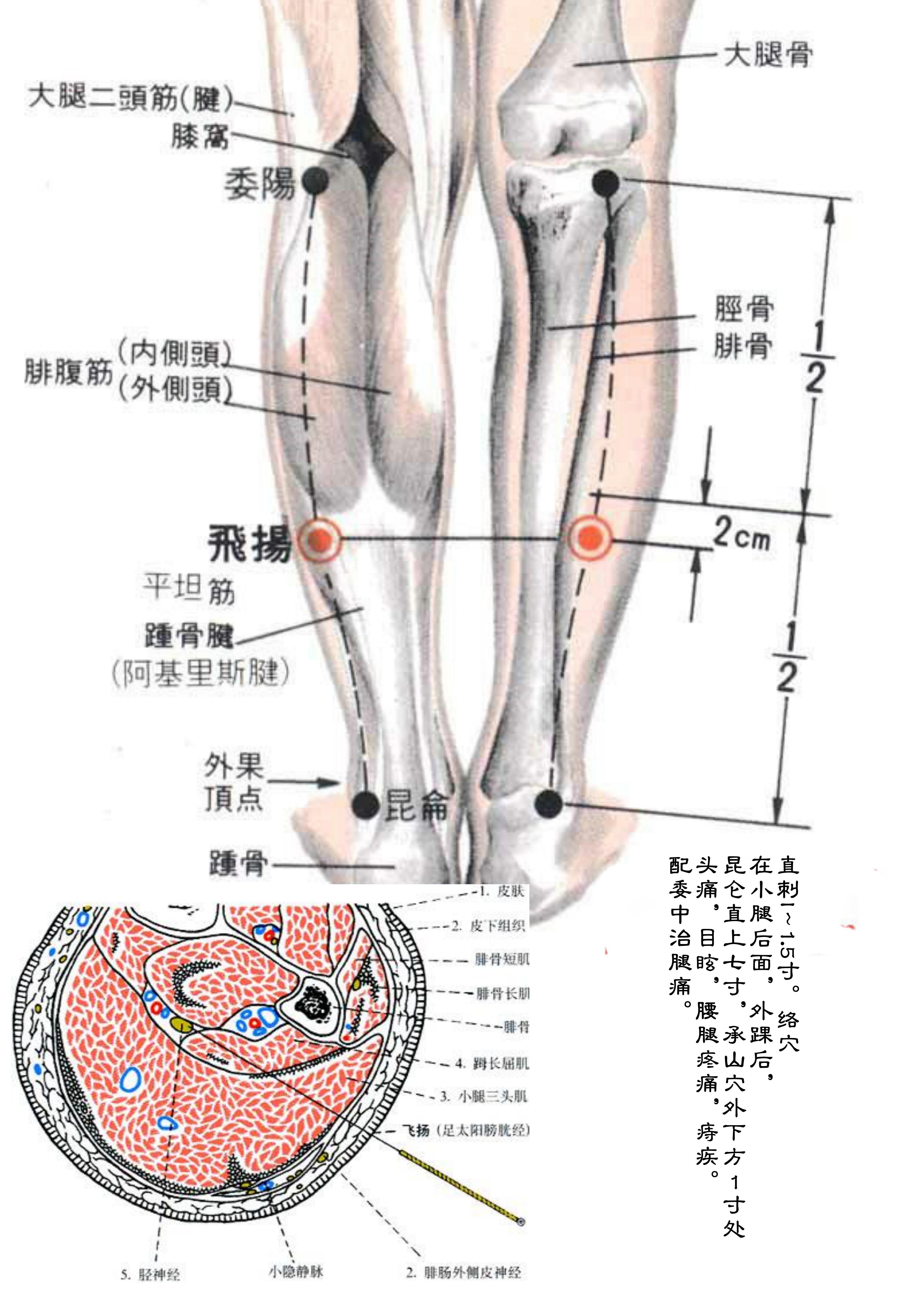 针灸经脉穴位图则之三十五（足太阳膀胱经经穴图则之六）