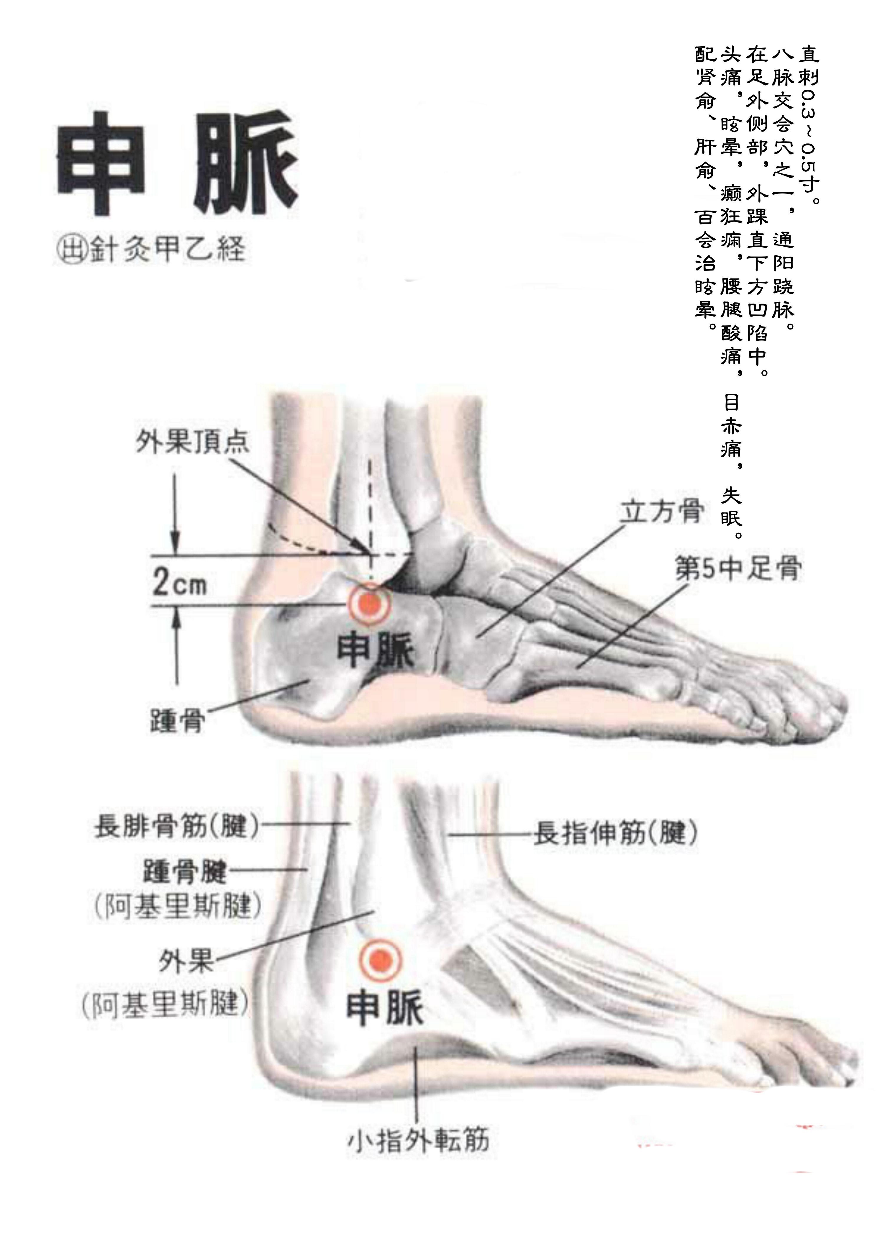 针灸经脉穴位图则之三十五（足太阳膀胱经经穴图则之六）