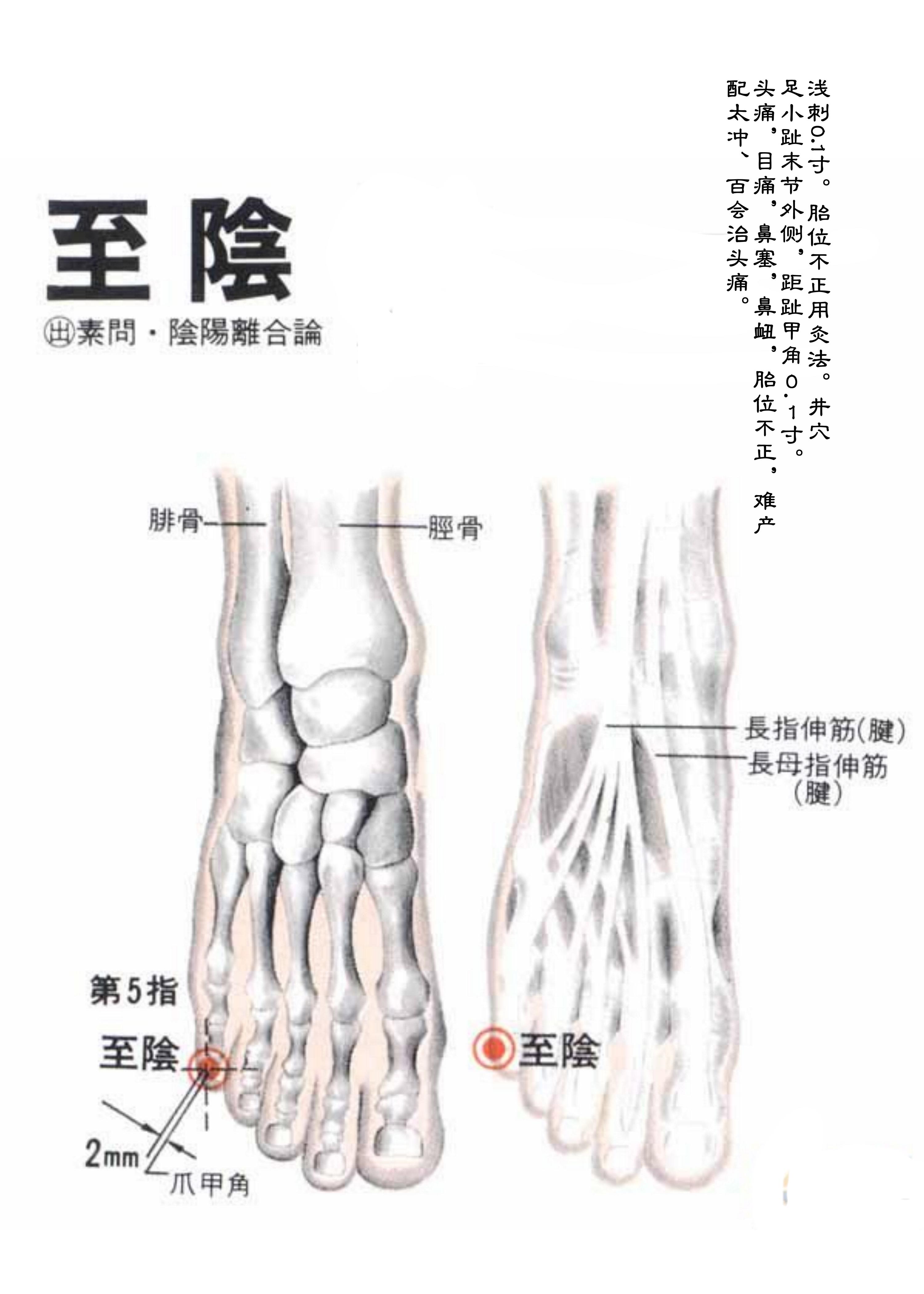 针灸经脉穴位图则之三十五（足太阳膀胱经经穴图则之六）