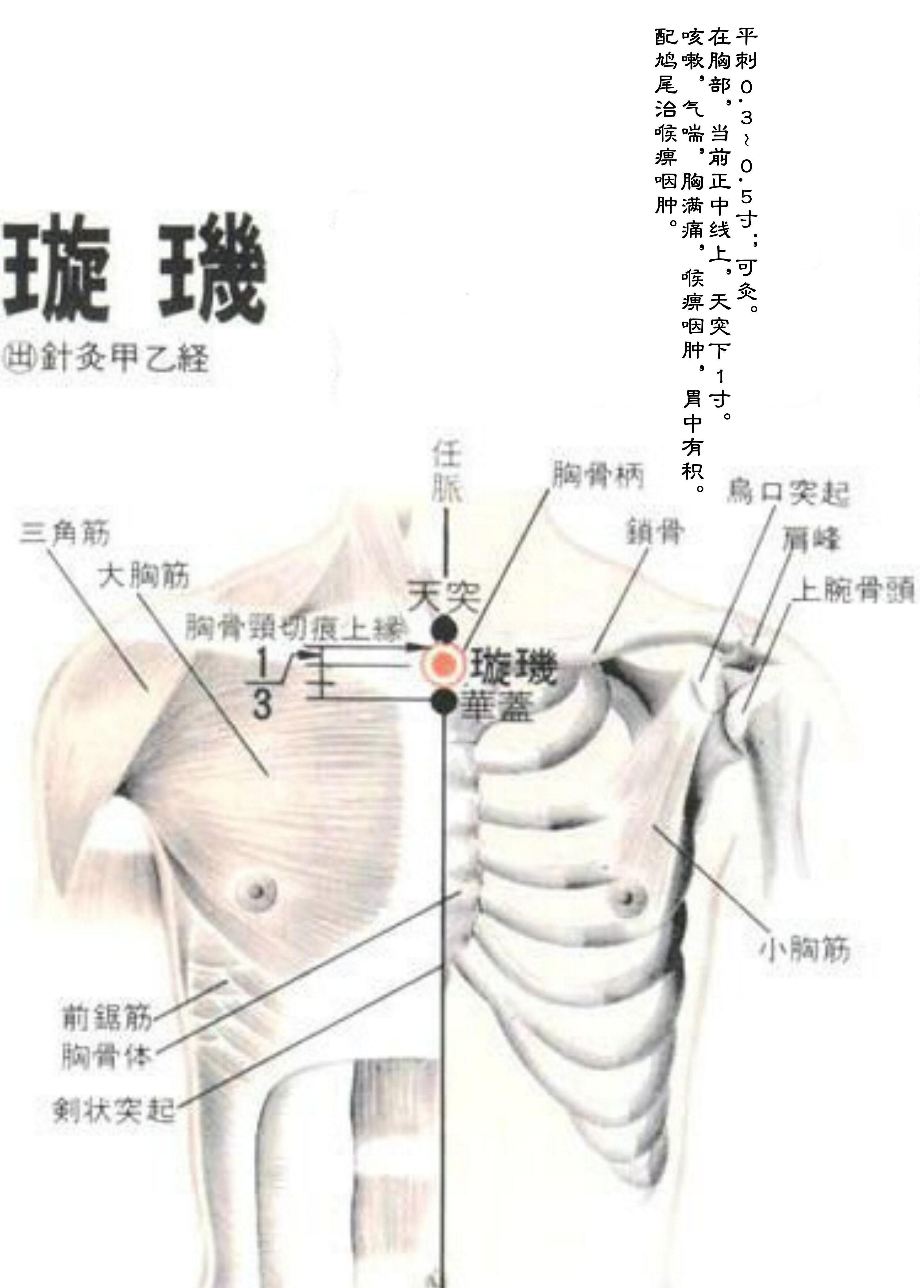 针灸经脉穴位图则之四十一（任脉经脉图则之二）