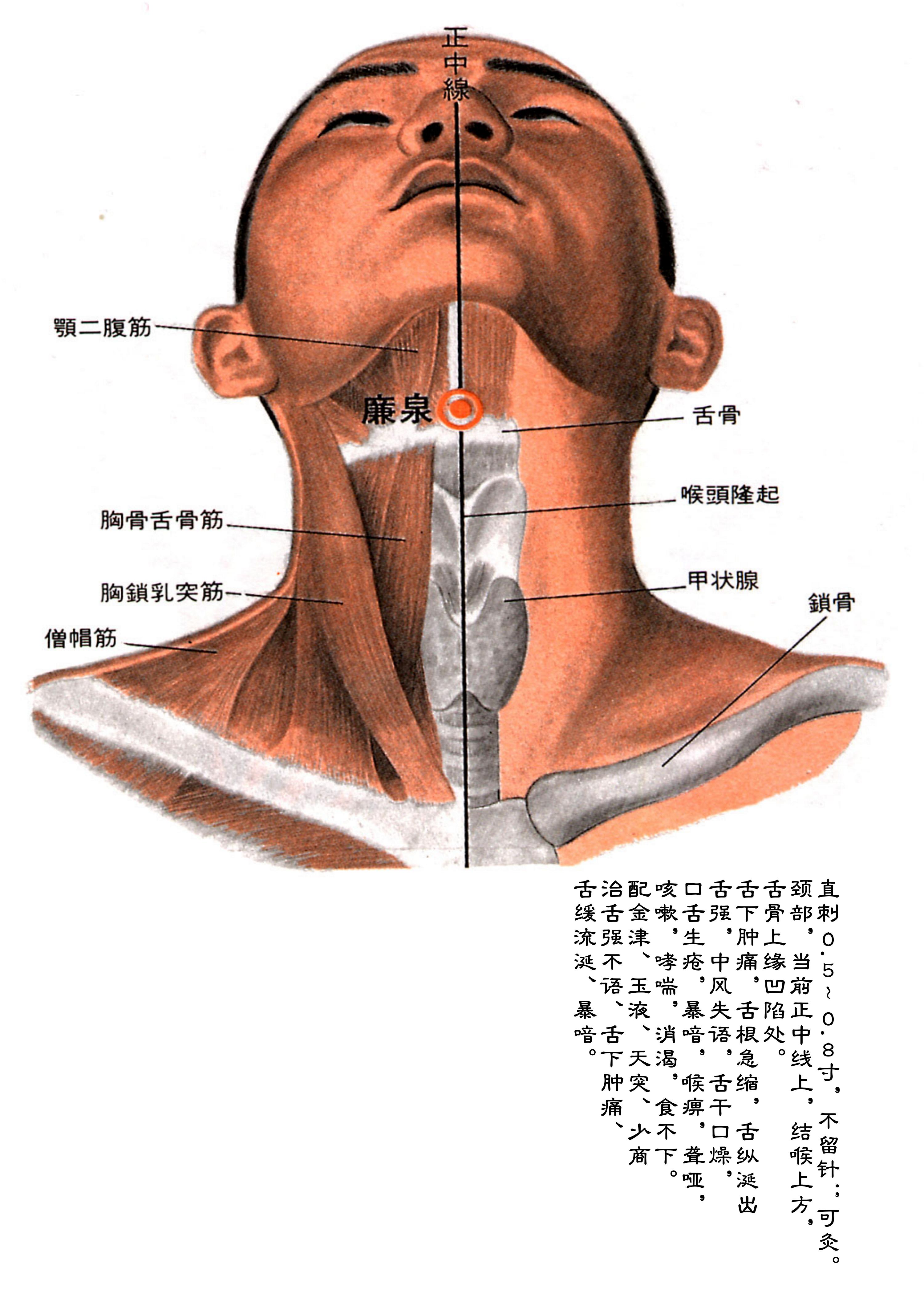 针灸经脉穴位图则之四十一（任脉经脉图则之二）