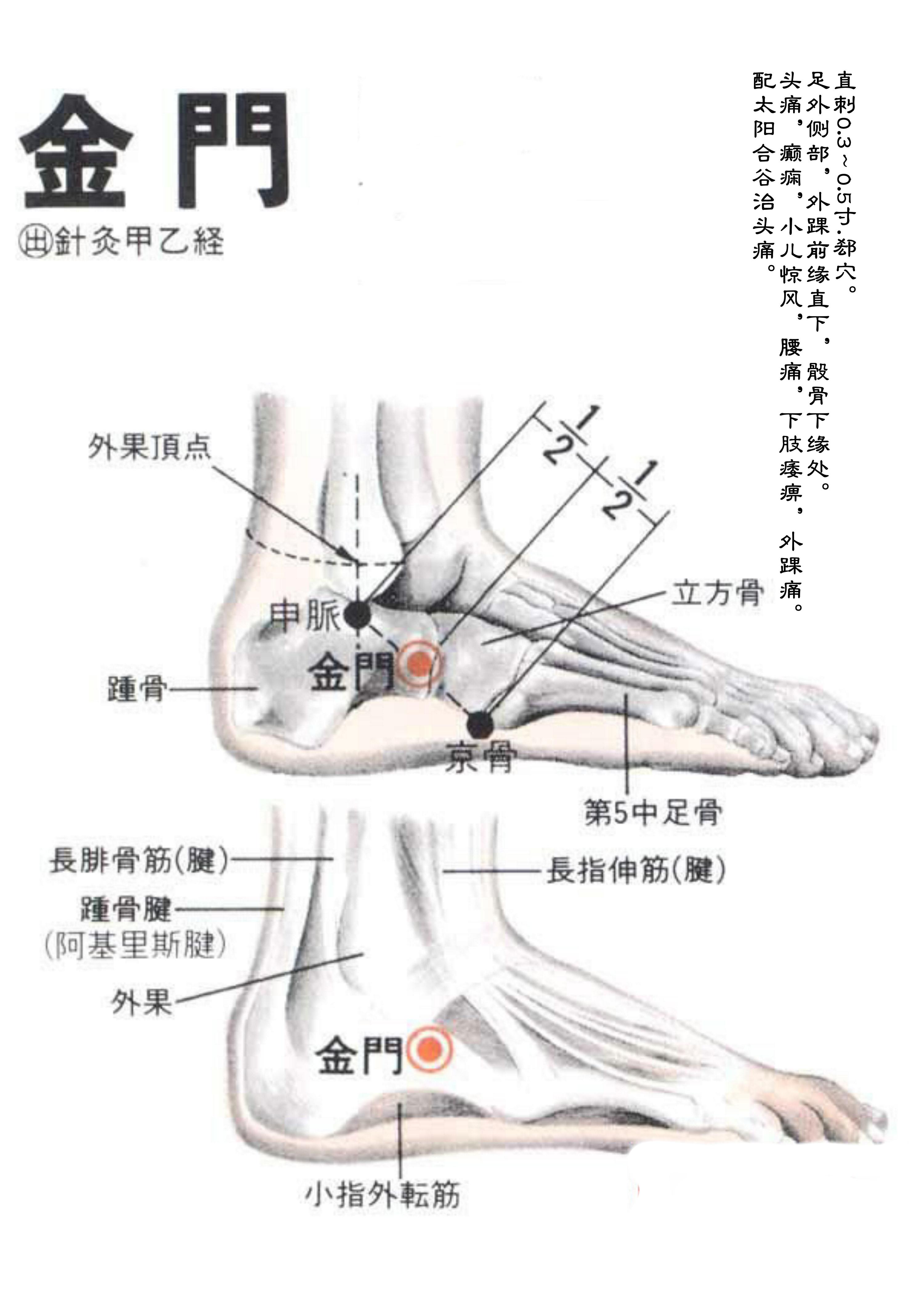 针灸经脉穴位图则之三十五（足太阳膀胱经经穴图则之六）