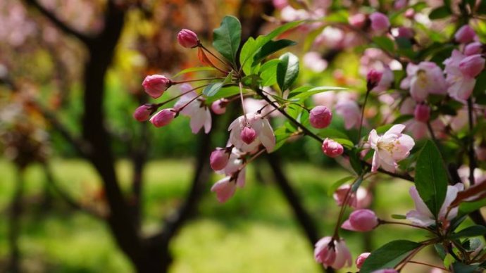 2017年4月14日播出 《巧用花草调脾胃》