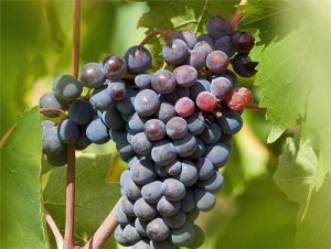 常吃葡萄的好处 葡萄的药用功效