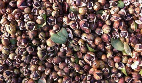 绿茶籽如何种植 绿茶籽的种植方法