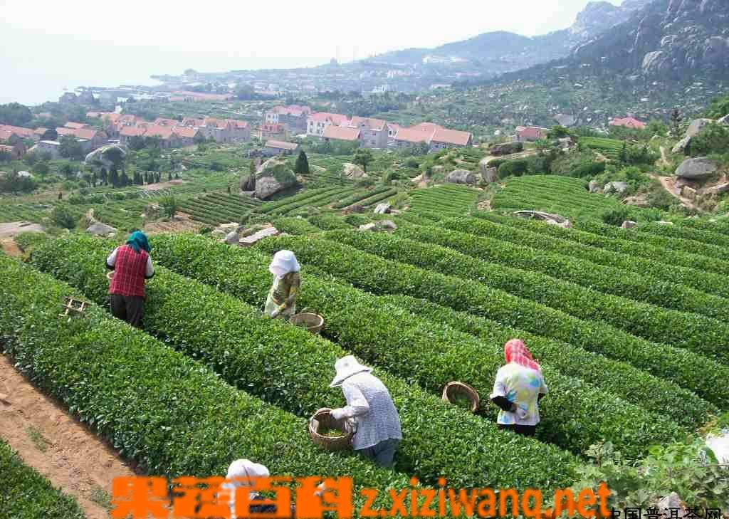 果蔬百科崂山绿茶的泡法