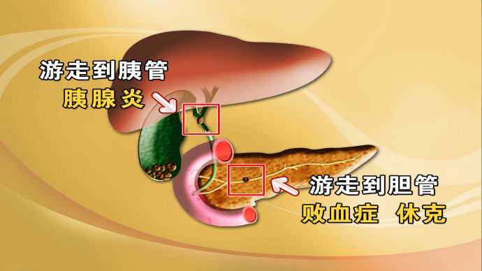 2015年8月1日播出《游走的小石头》