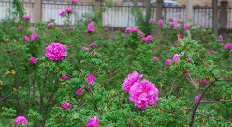 花草茶功效大全