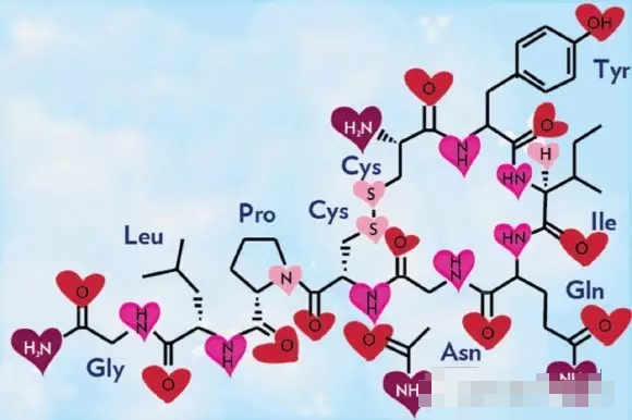 揭秘爱情背后的神经科学