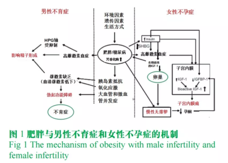 降低精子质量