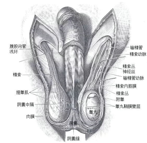 男性人类睾丸示意图