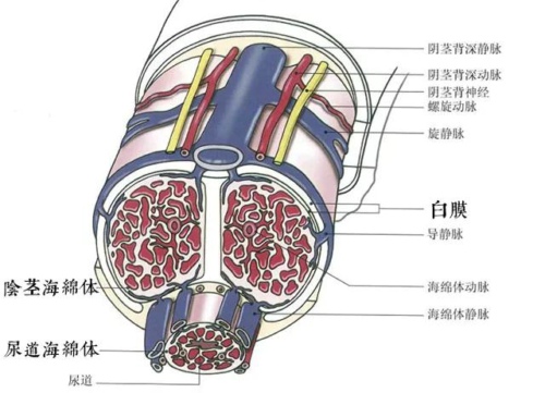 丁丁内部切面图