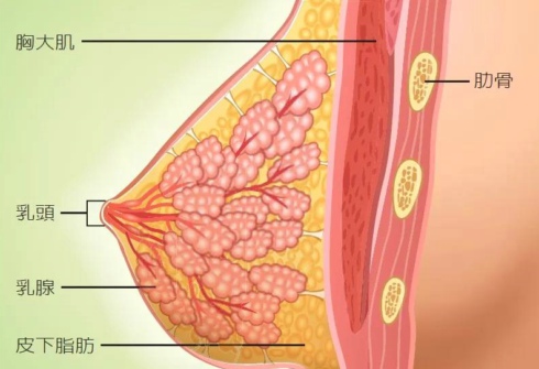 支撑乳房的作用