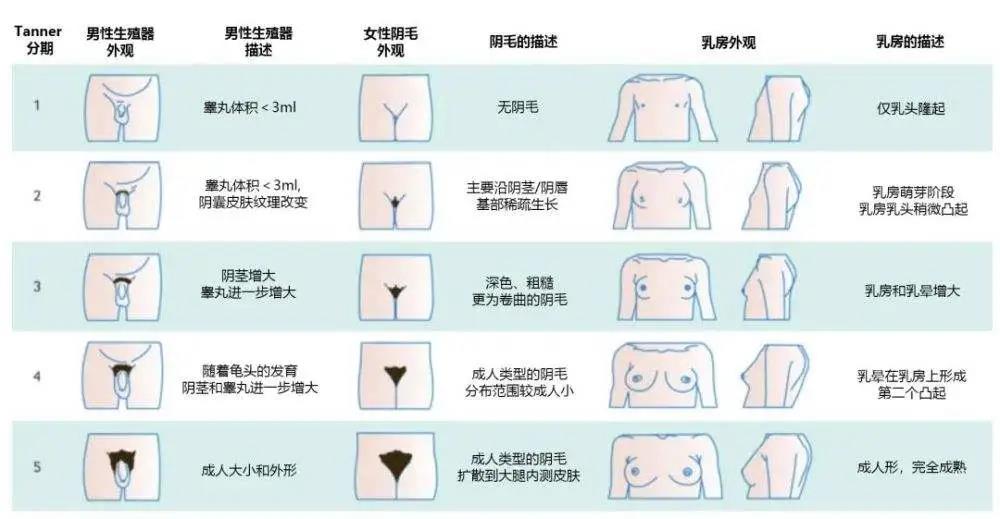 私处毛毛的基本情况