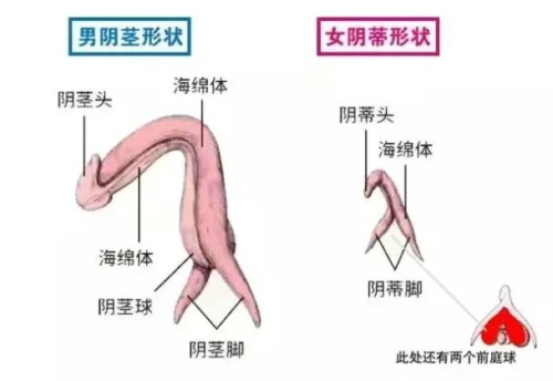 女性的Y蒂和男性的Y茎就是同源器官