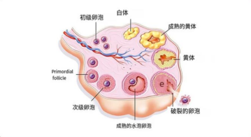 什么是黄体