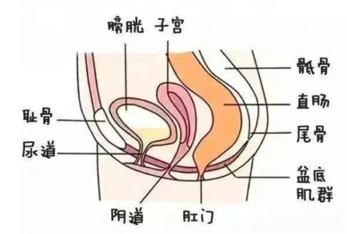 女性的生理构造