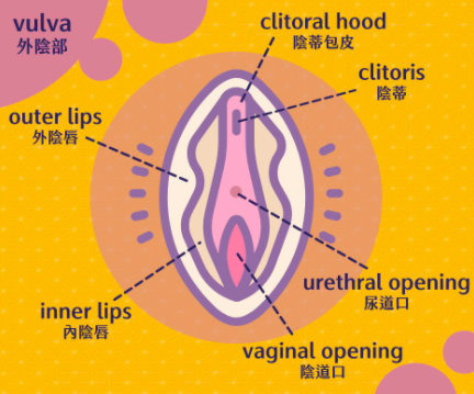 刺激G点A点