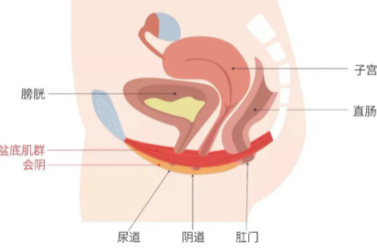 什么原因会导致音道松弛