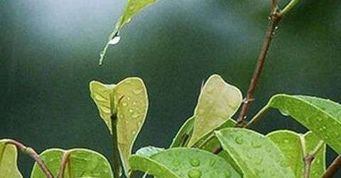 雨水节气有什么讲究