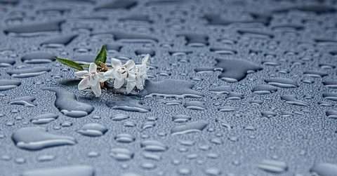 雨水节气的特点