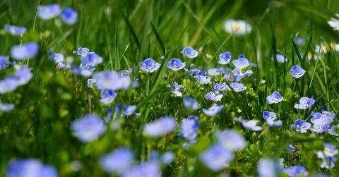 清明节是几月几号