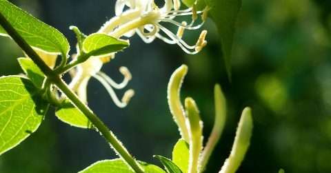 谷雨节气属于什么季节