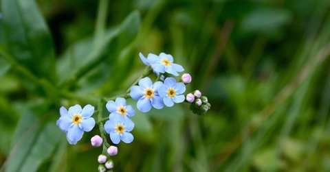 寒食节是几月几日