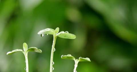 小满节气是哪天