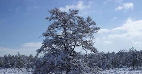 小寒节气吃什么养生