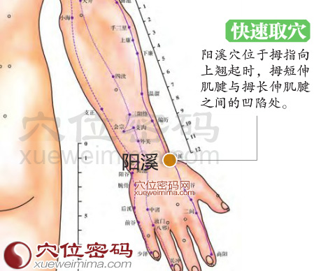 阳溪穴的准确位置