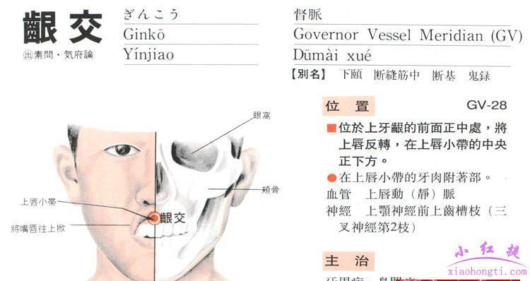 龈交穴