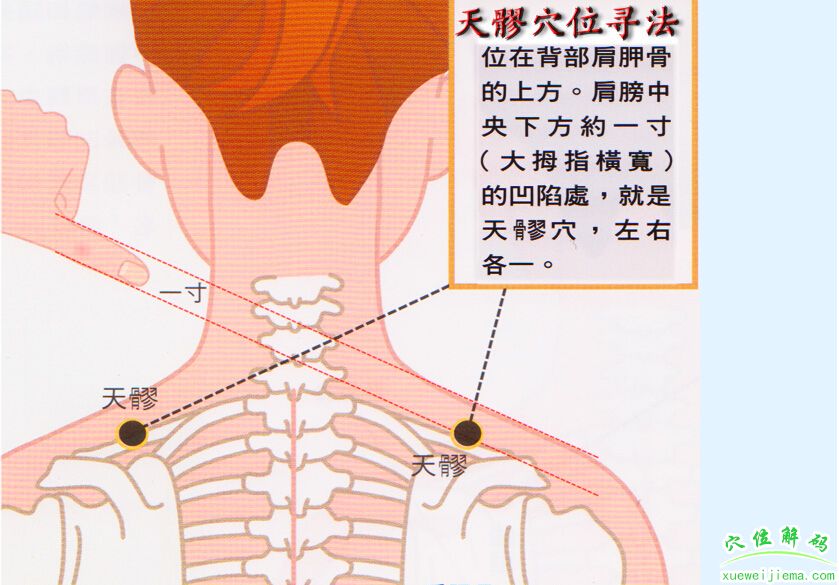 天髎穴