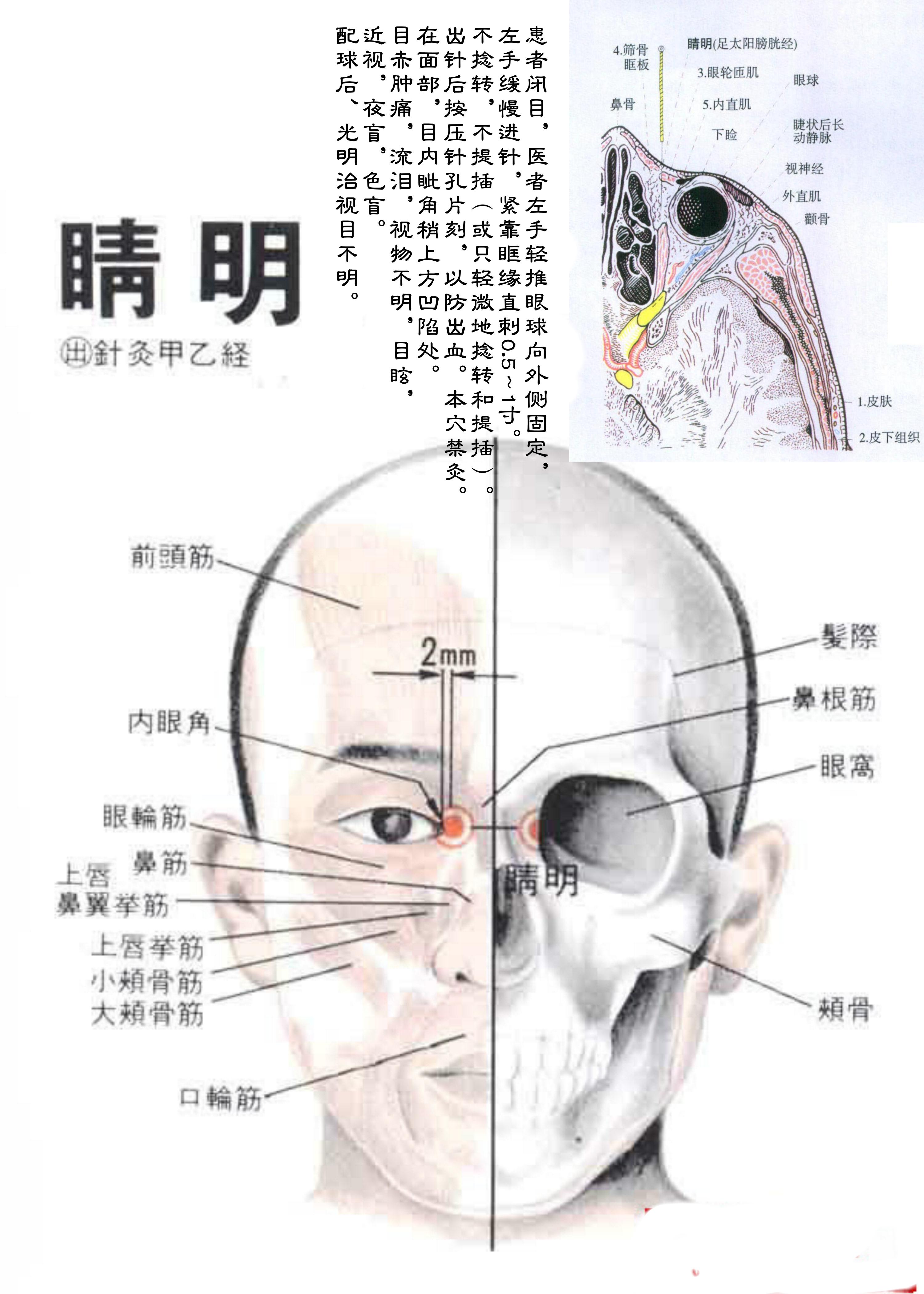 针灸经脉穴位图则之三十（足太阳膀胱经经穴图则之一）