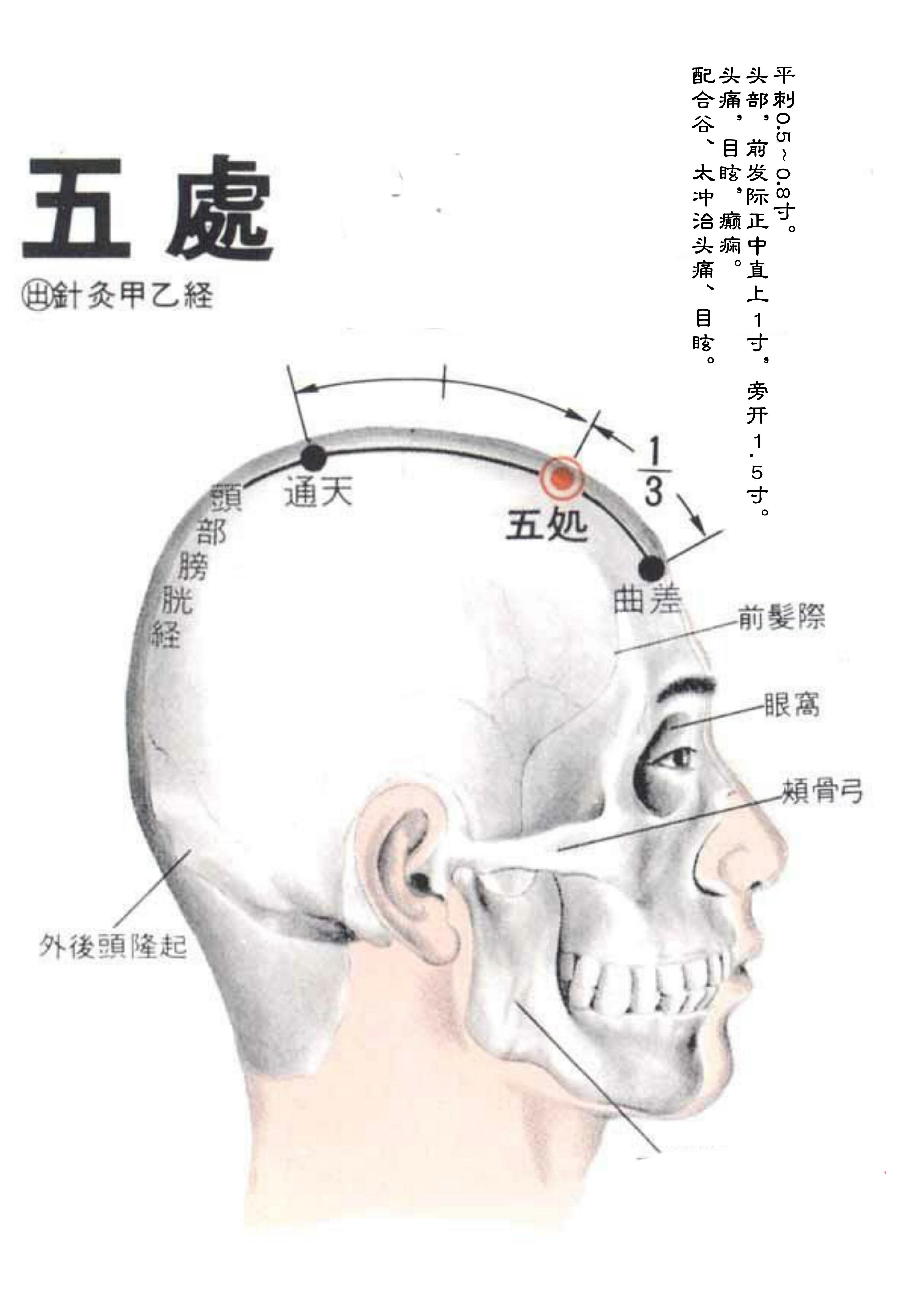 针灸经脉穴位图则之三十（足太阳膀胱经经穴图则之一）