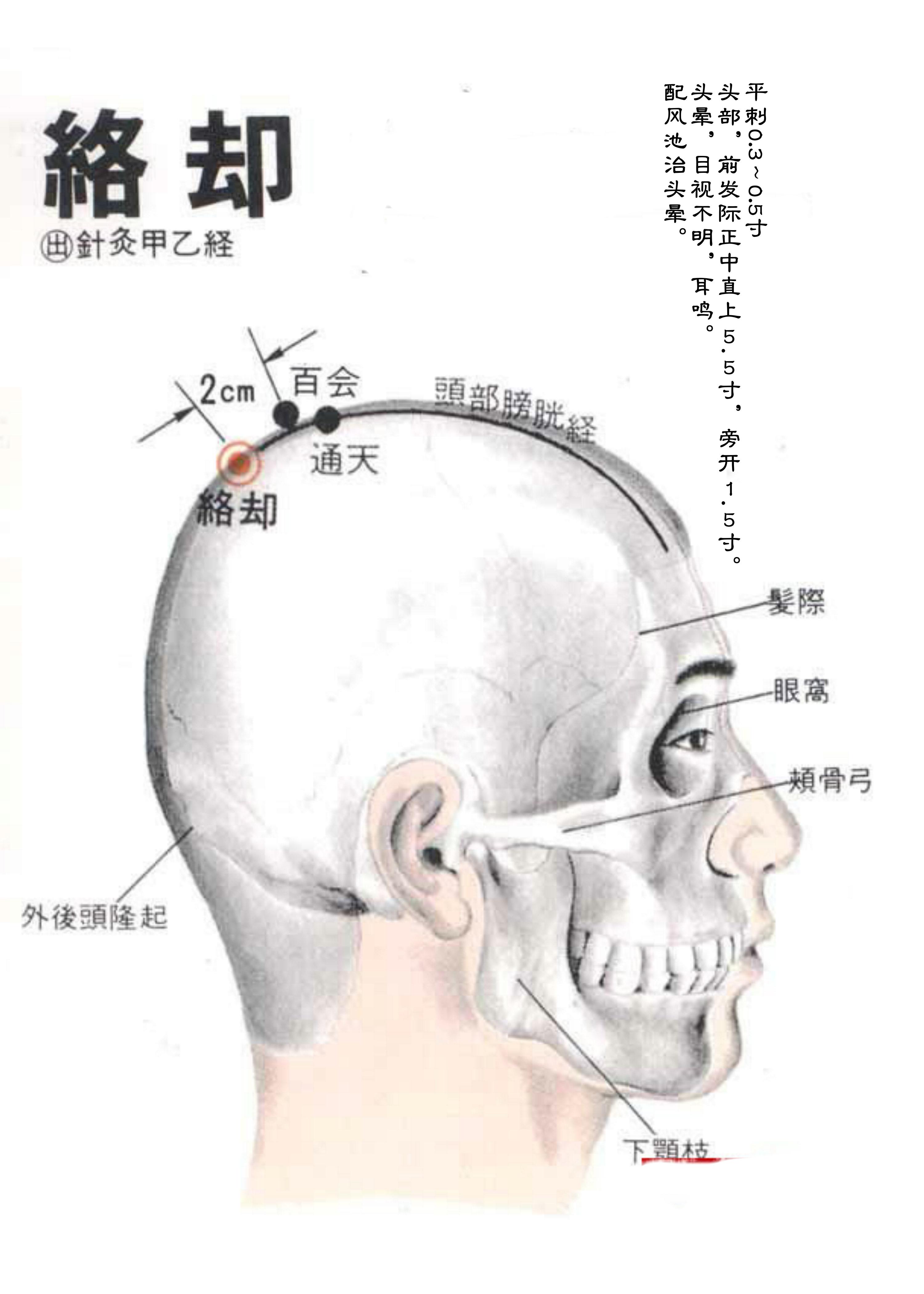 针灸经脉穴位图则之三十（足太阳膀胱经经穴图则之一）