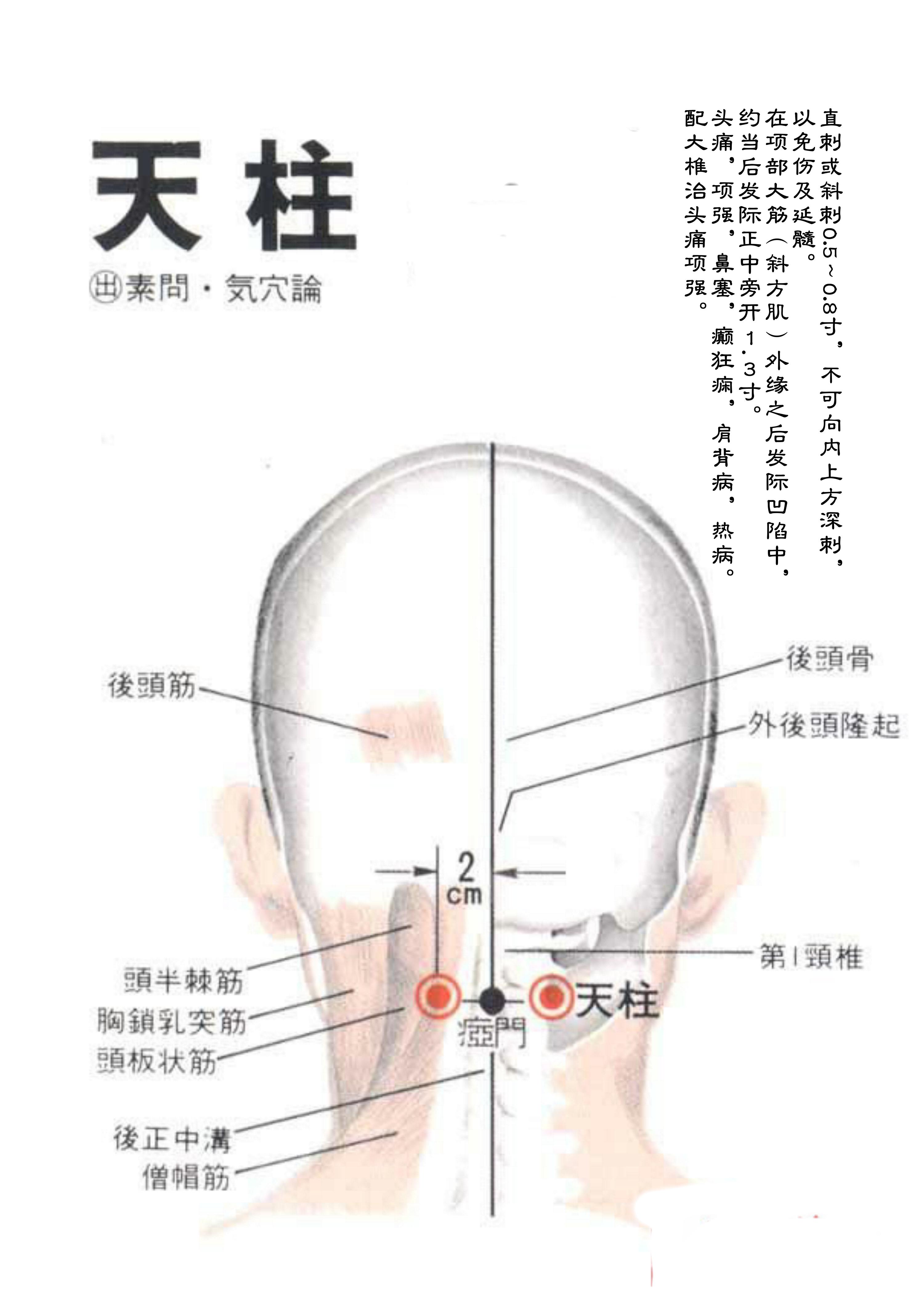 针灸经脉穴位图则之三十（足太阳膀胱经经穴图则之一）