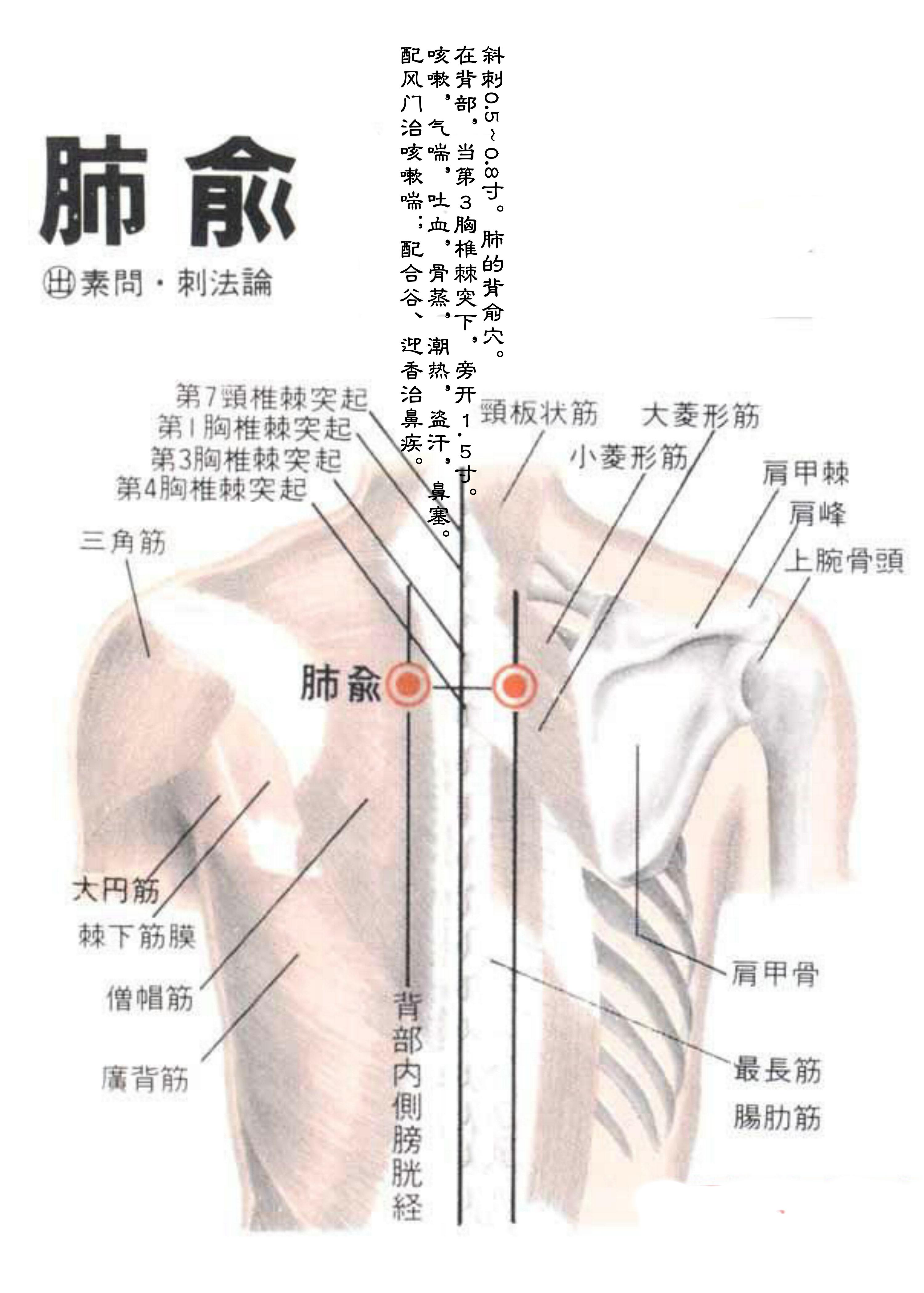 针灸经脉穴位图则之三十一（足太阳膀胱经经穴图则之二）