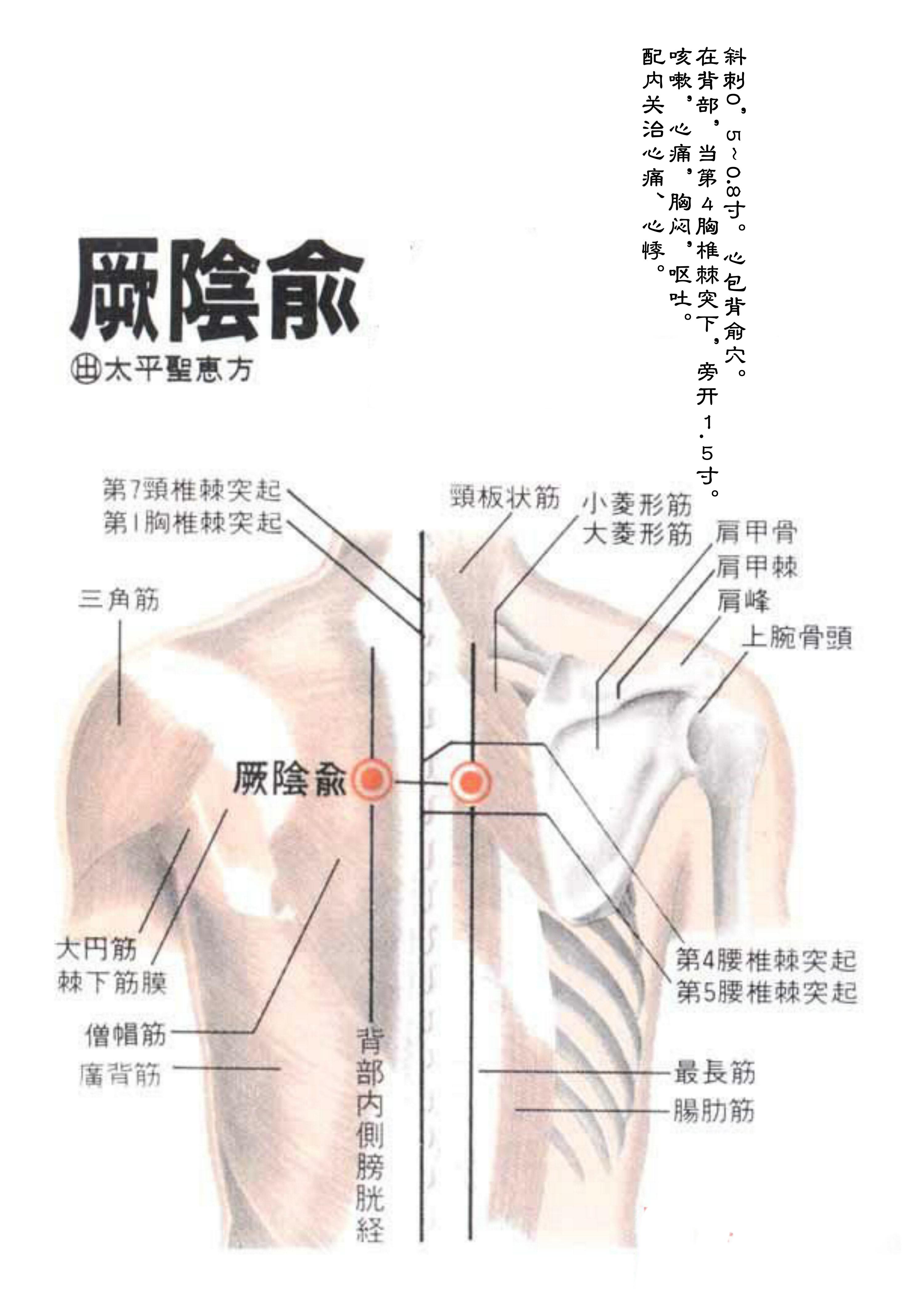 针灸经脉穴位图则之三十一（足太阳膀胱经经穴图则之二）