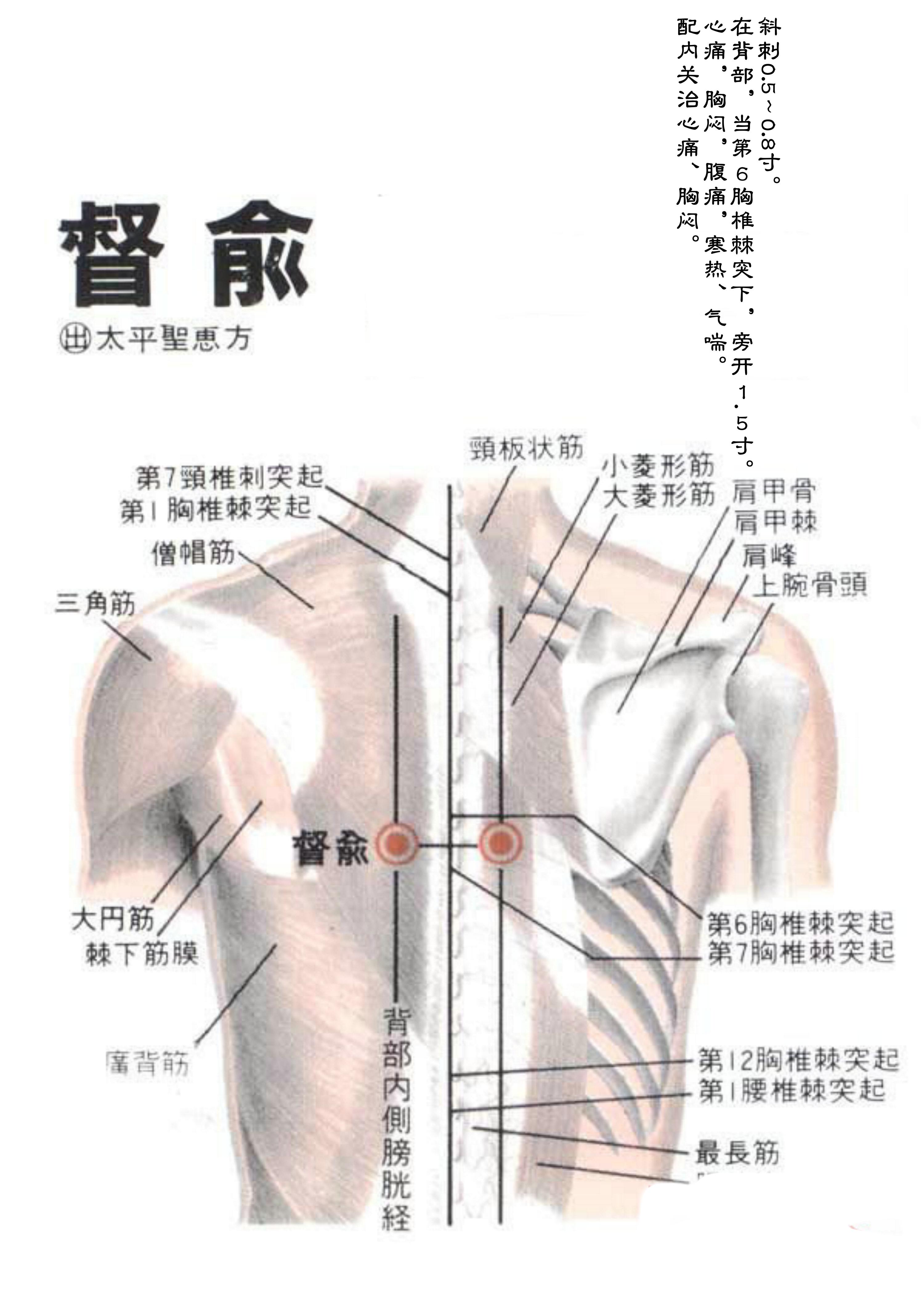 针灸经脉穴位图则之三十一（足太阳膀胱经经穴图则之二）