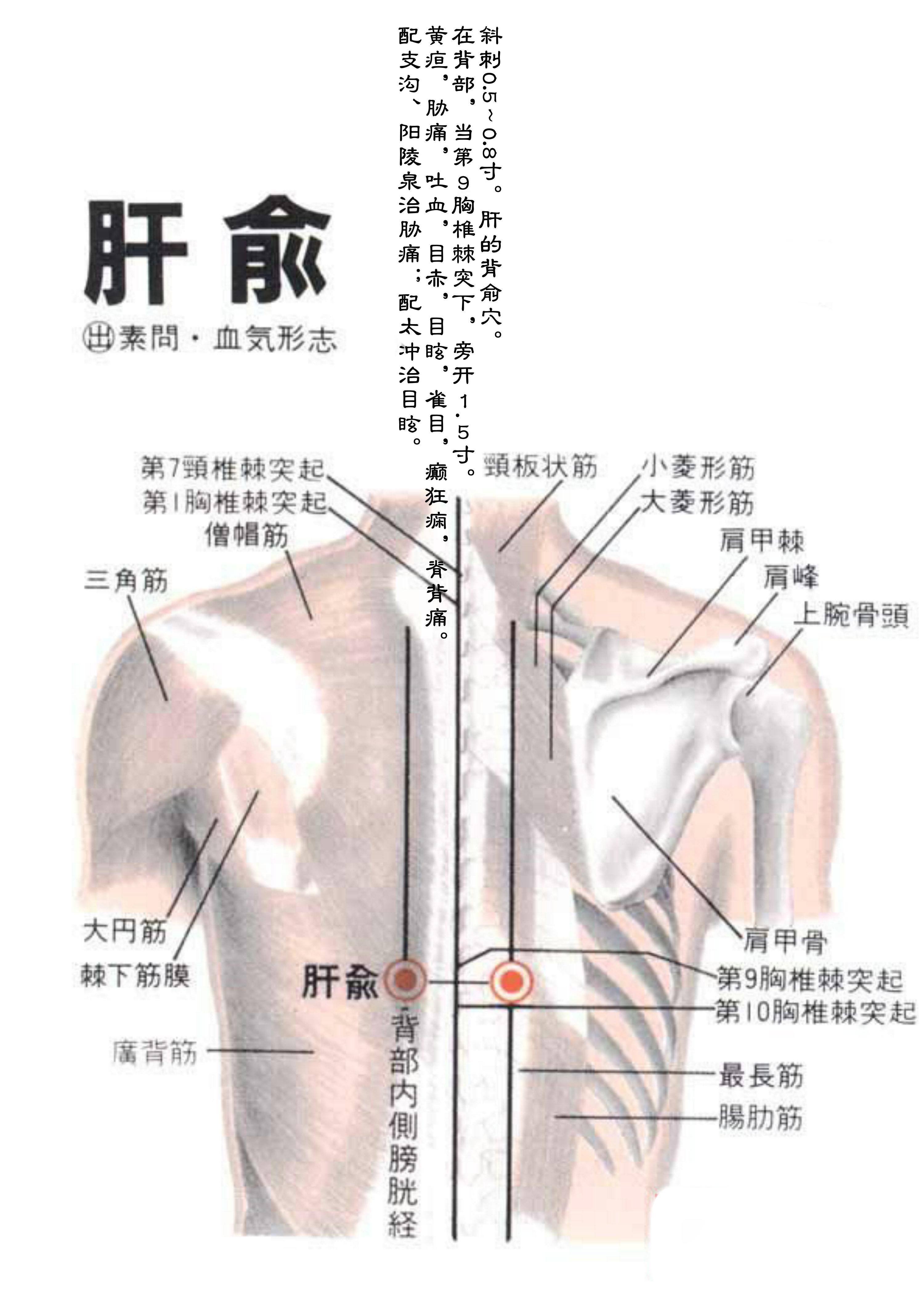 针灸经脉穴位图则之三十一（足太阳膀胱经经穴图则之二）