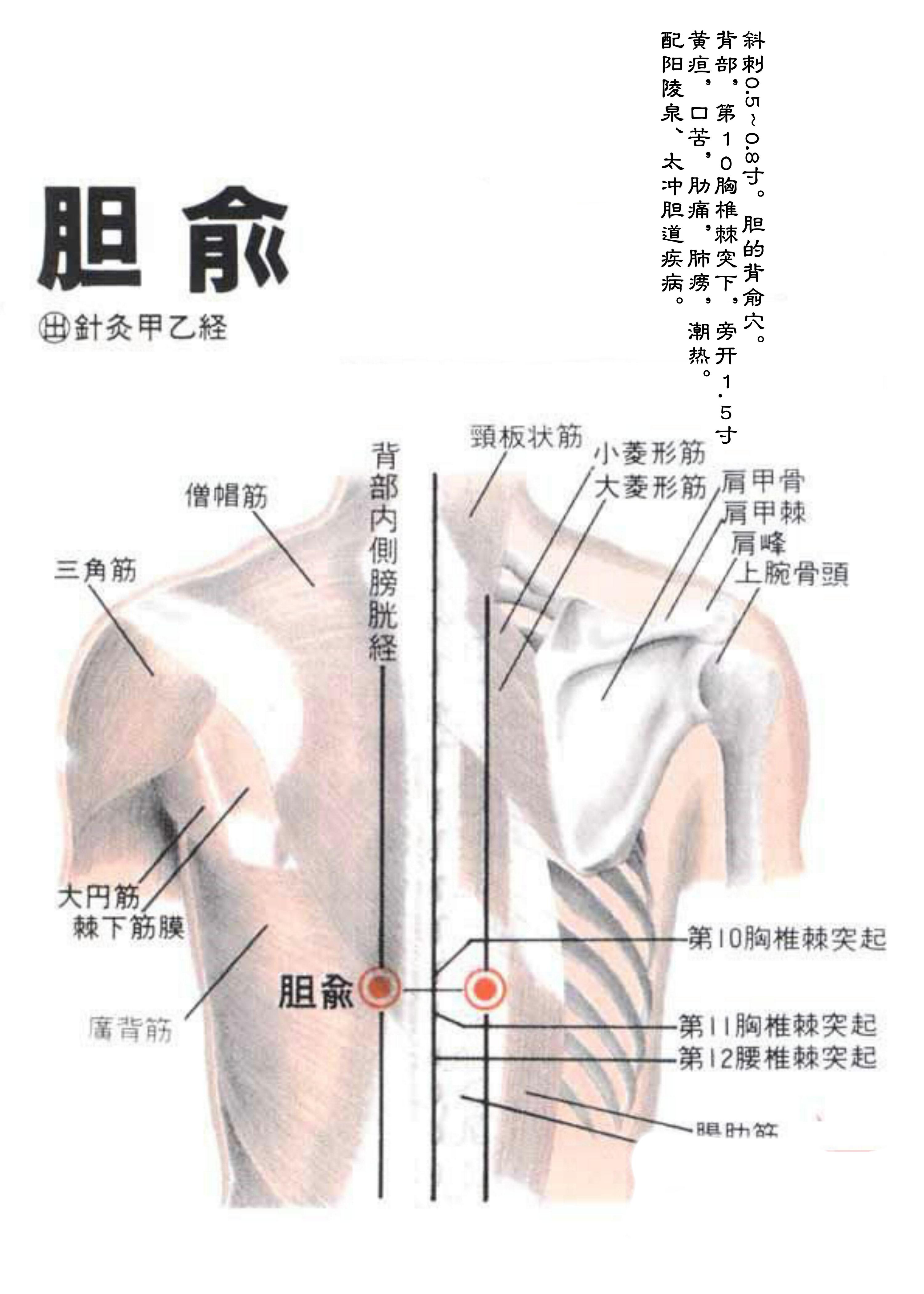 针灸经脉穴位图则之三十一（足太阳膀胱经经穴图则之二）