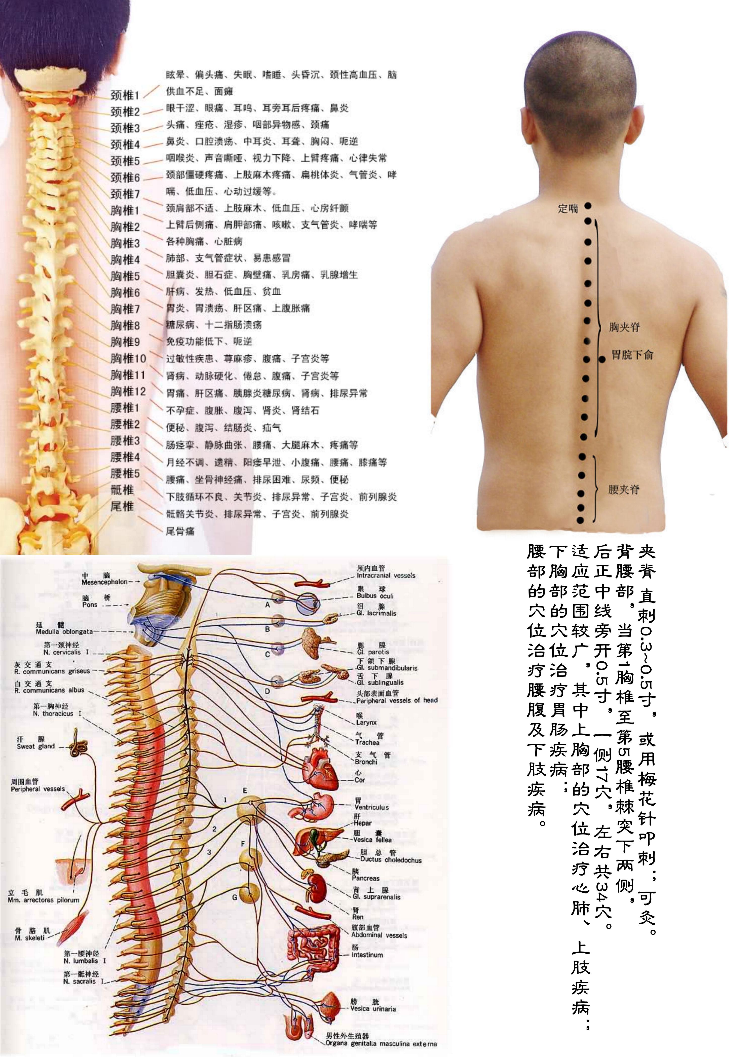 针灸经脉穴位图则之四十三（经外奇穴图则之一）