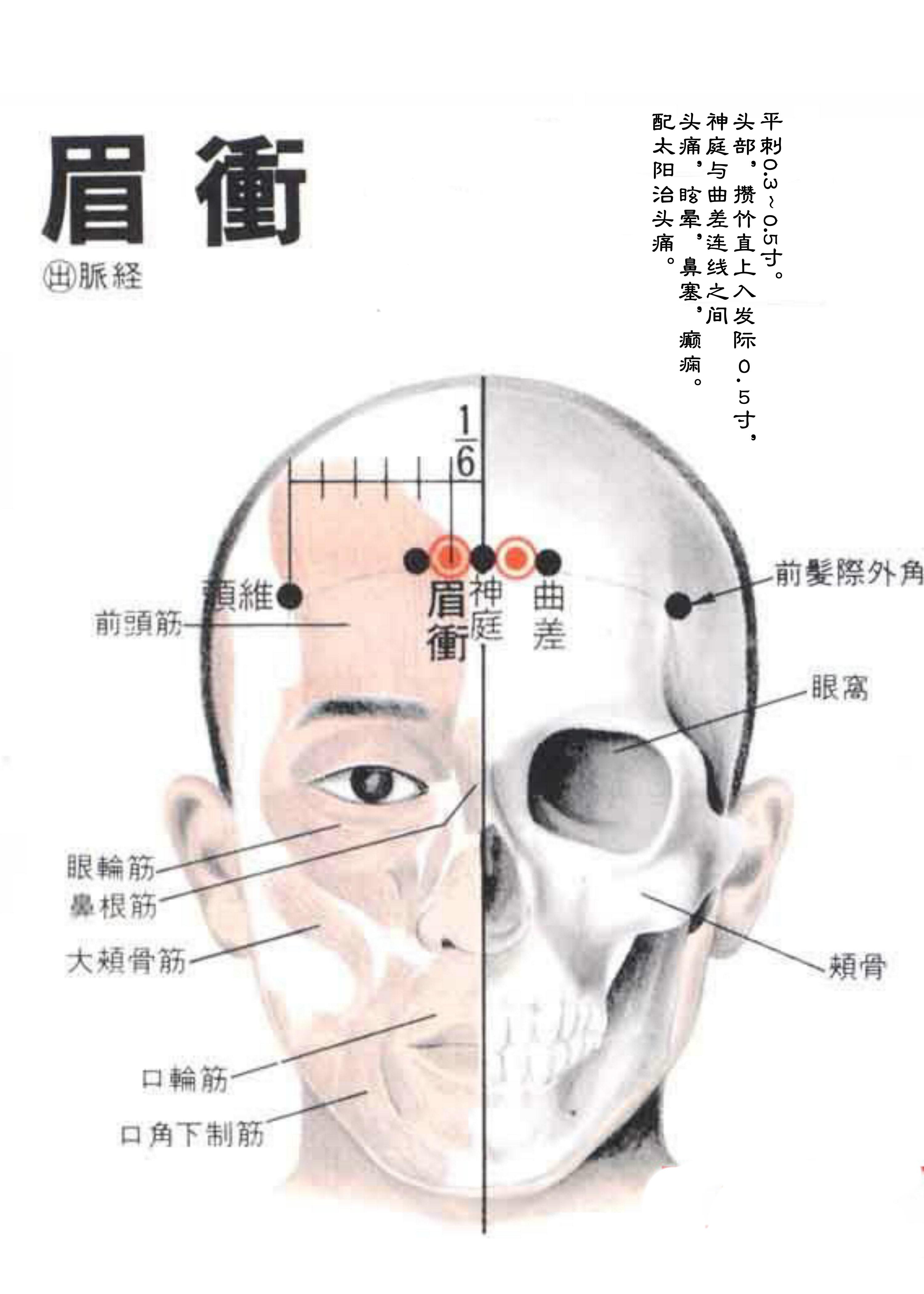 针灸经脉穴位图则之三十（足太阳膀胱经经穴图则之一）